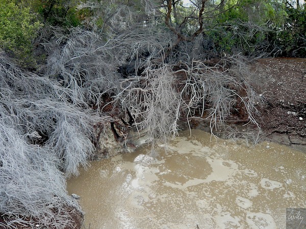 New Zealand 09 10  123